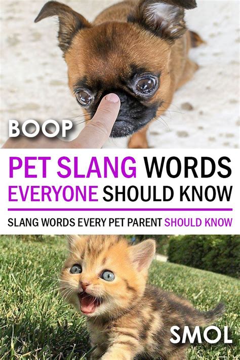 pet slang